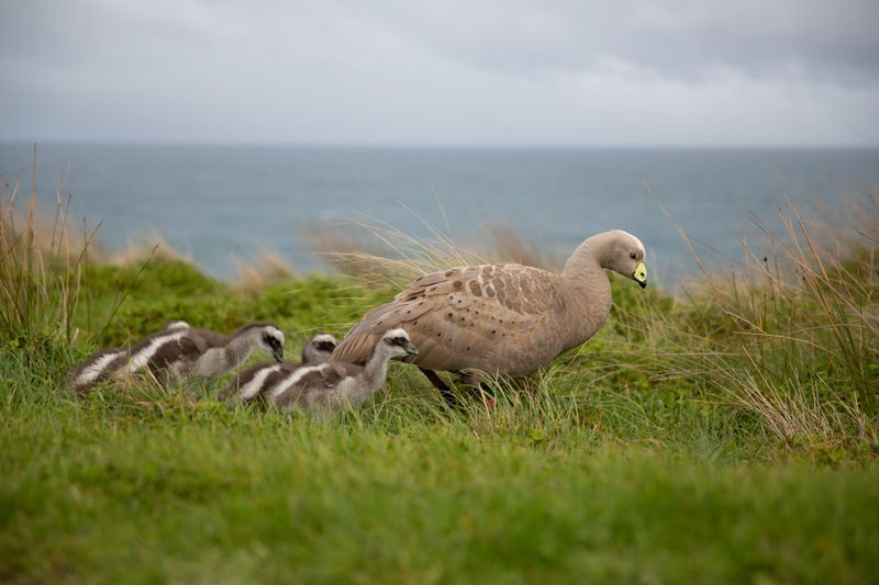 How to manage "abundant" wildlife? post image
