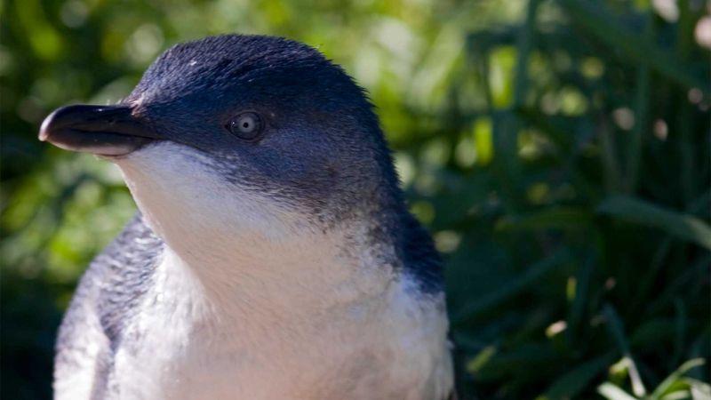 A marine Mili series: The littlest penguins of all! post image
