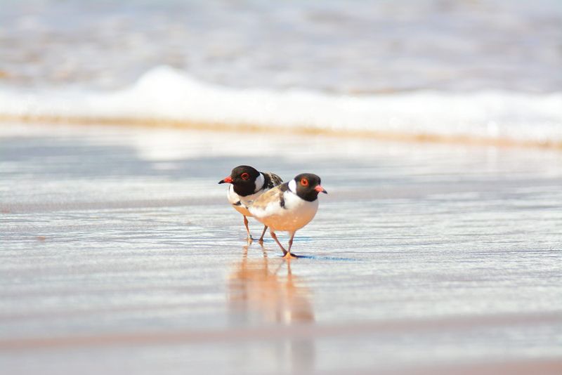 Summer by the Sea back for the school holidays post image
