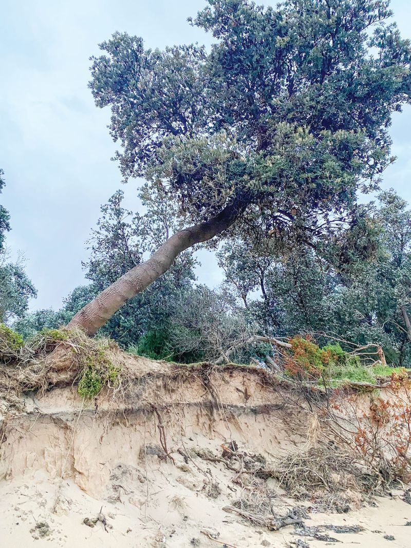 Falling tree “risk to life” warning at Silverleaves post image