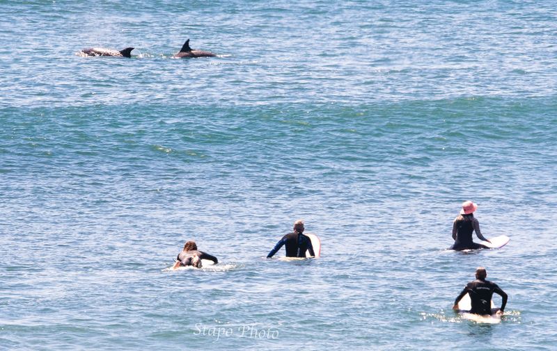 All sorts surfing the waves post image