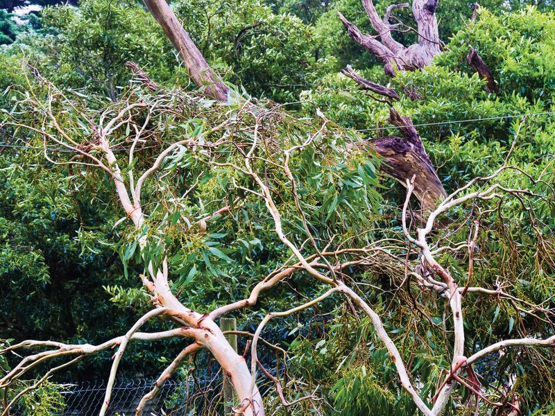 Trees down, power out post image
