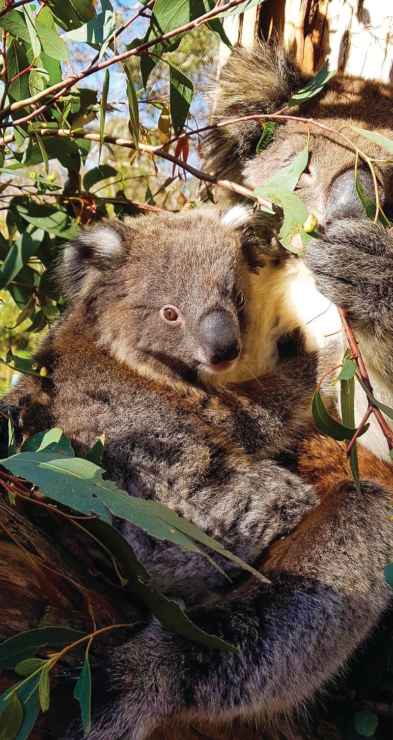Phillip Island koalas’ future bleak post image