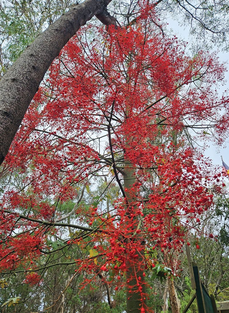 A flamin' beauty ... post image