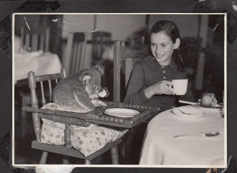 Edward: Australia’s most famous koala post image