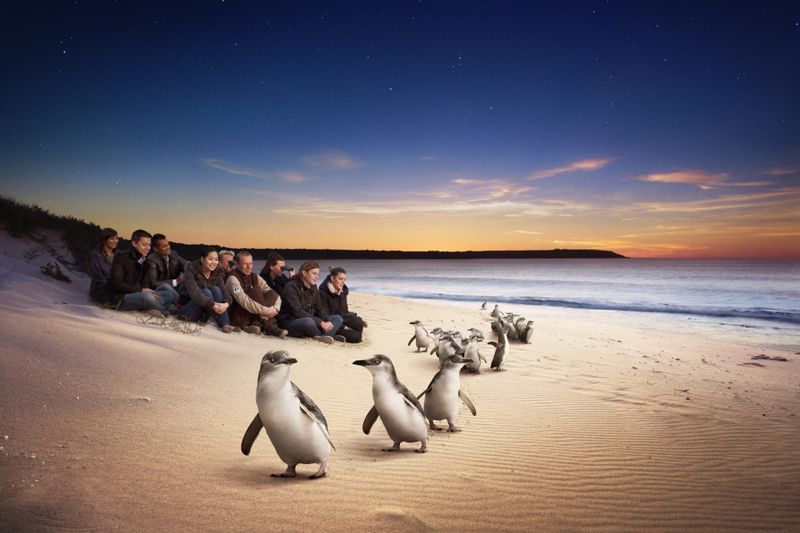 The penguins return post image