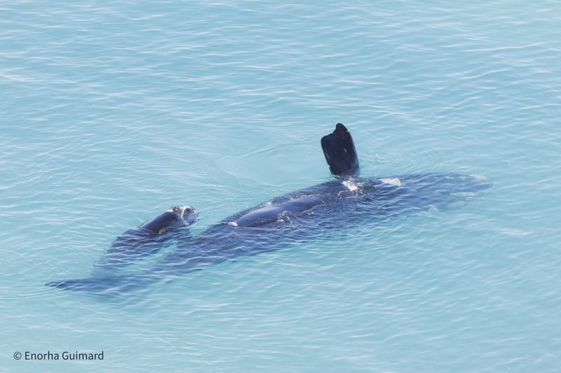 A Marine Mili series: What’s on that whale’s face? post image