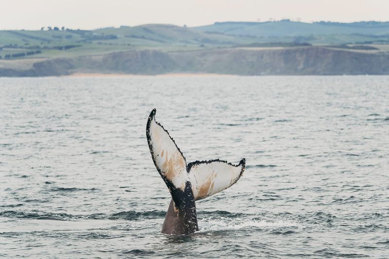 Have a whale of a time on Phillip Island post image