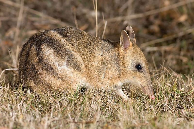 Most roadkill is unreported post image