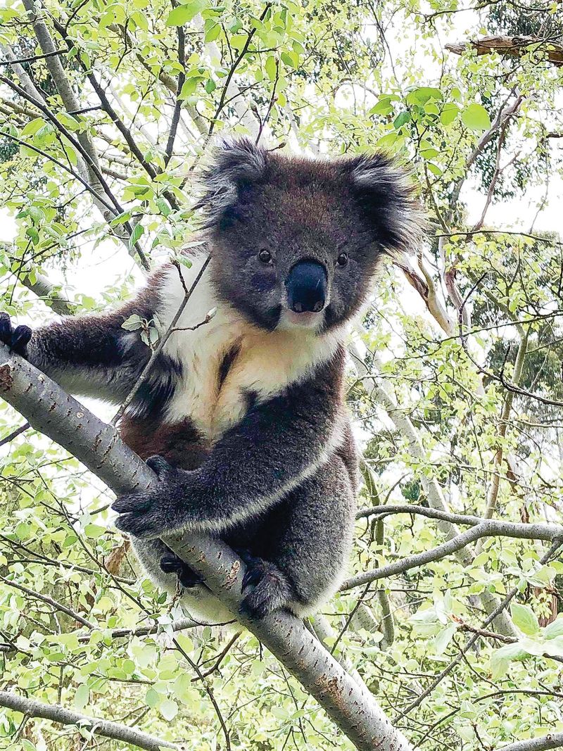 Koala call out post image