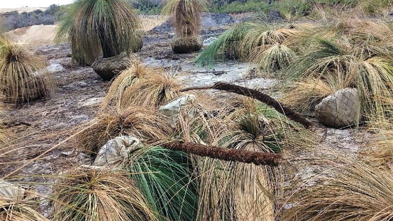 Quarry operator removed ancient trees legally: investigation post image