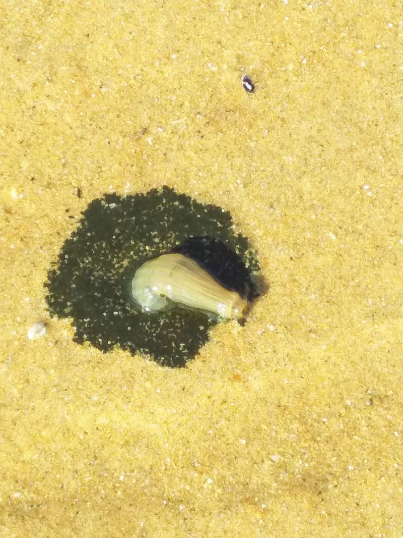 Weird blob found on beach post image