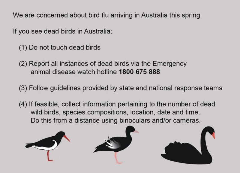 Bird flu concerns for Western Port post image