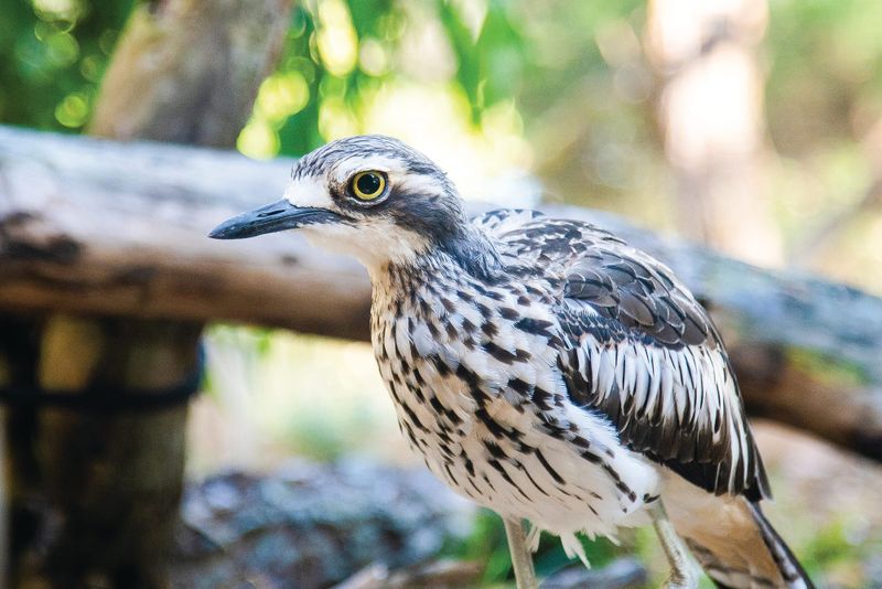 Community Information Session - Bush stone-curlews post image
