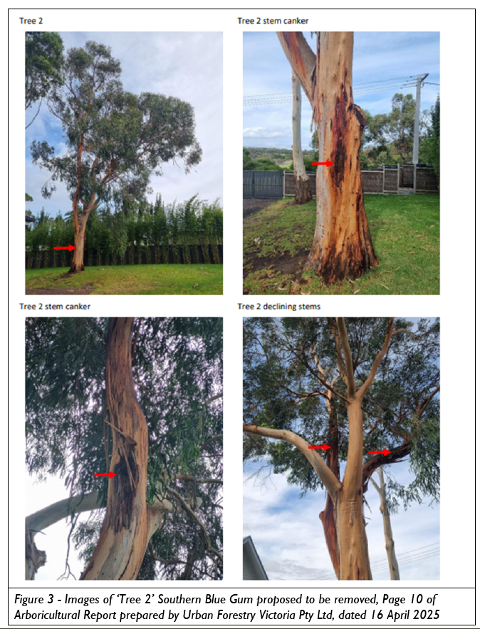 “Fight like hell” for Phillip Island’s trees: councillors post image