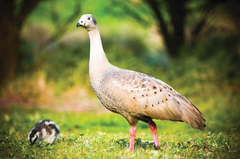 Nature Parks releases Wildlife Plan post image