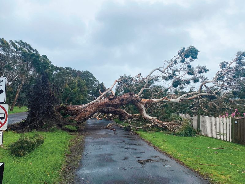Busy start to summer for SES post image