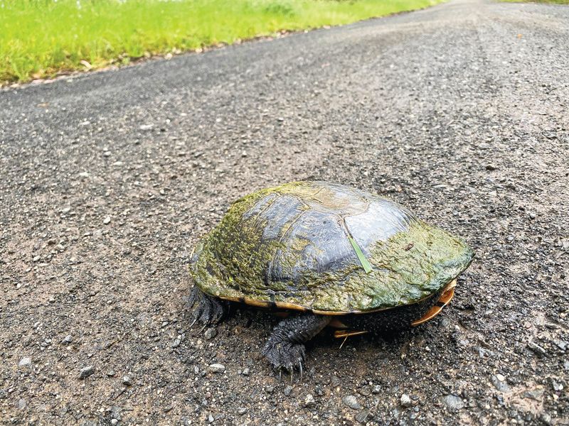 “Sick in the head”: spate of wildlife cruelty post image