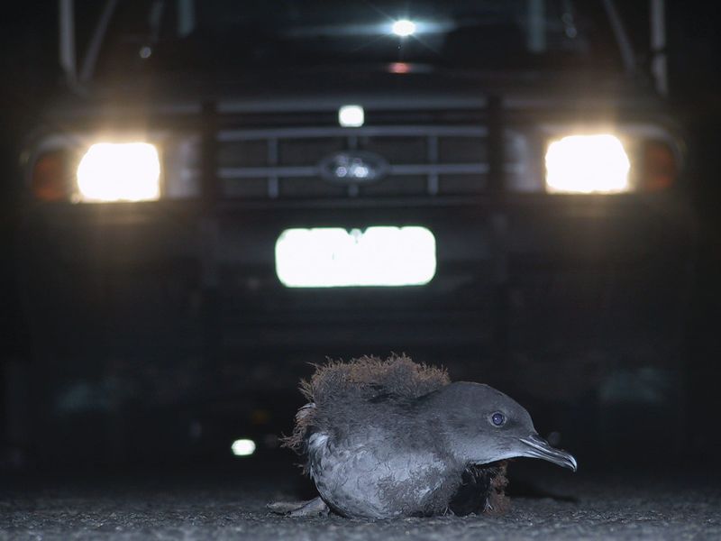 Island community urged to ‘turn off for take off’ to protect Shearwater chicks post image