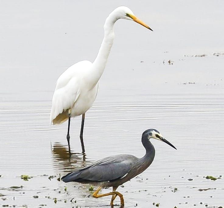 A birding outing for children on Phillip Island post image