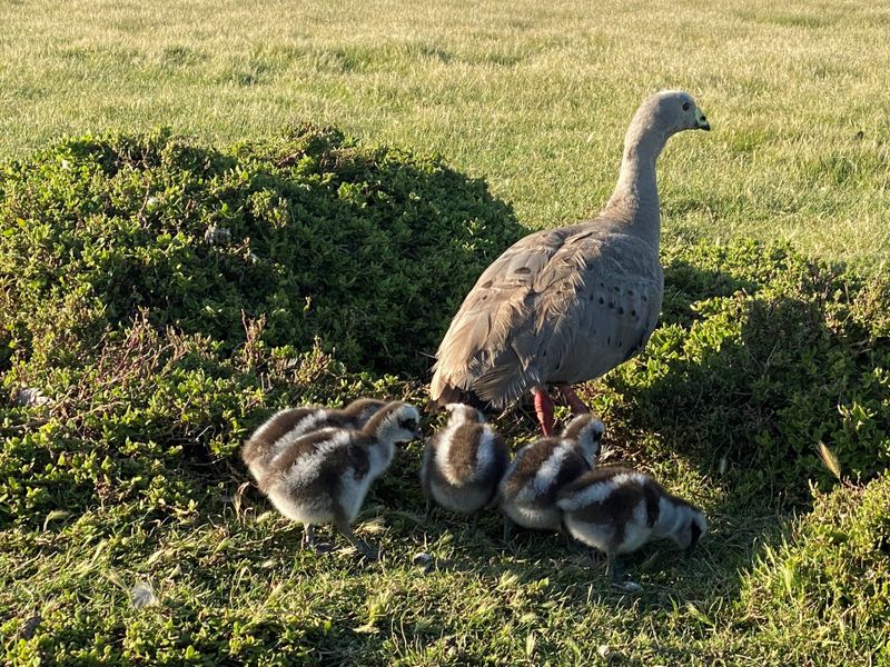 Geese population slight decline post image