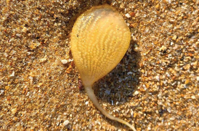 Do you know what this is? One of our distant cousins post image