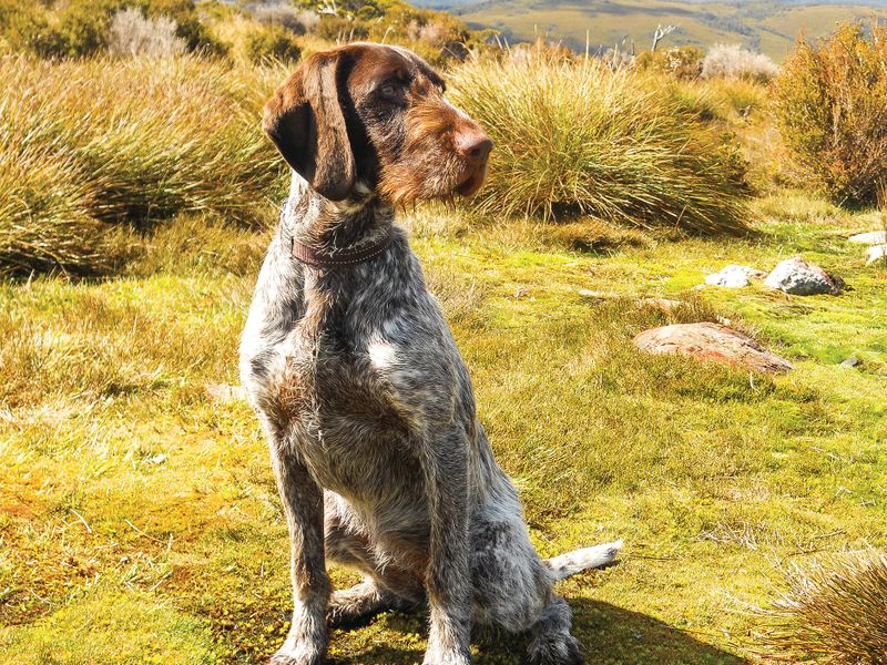 Farewell to a lady – of the canine kind post image