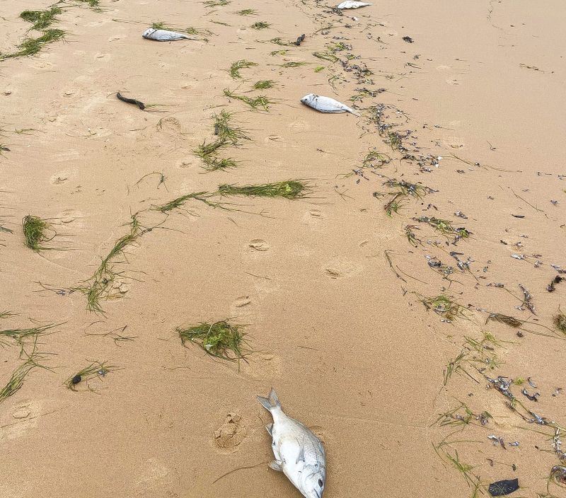 Residents alarmed over dead fish post image