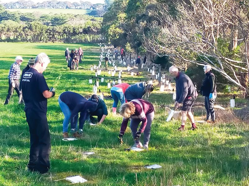 National Tree Day planting post image