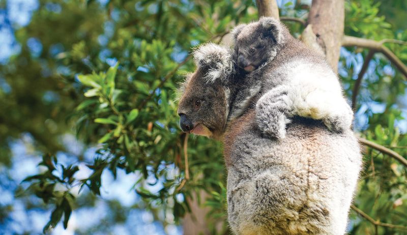 It's a boy! New koala on Phillip Island post image