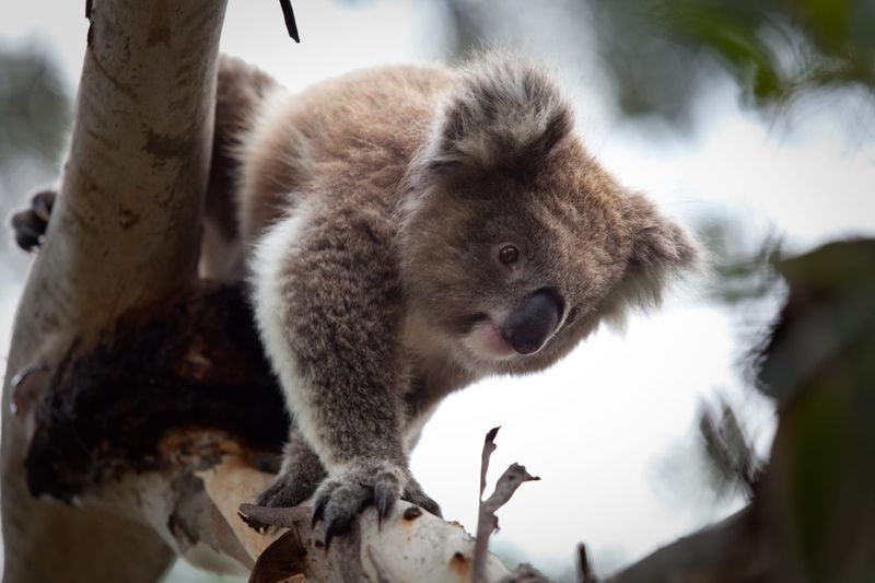 Island’s koala population racing to zero post image