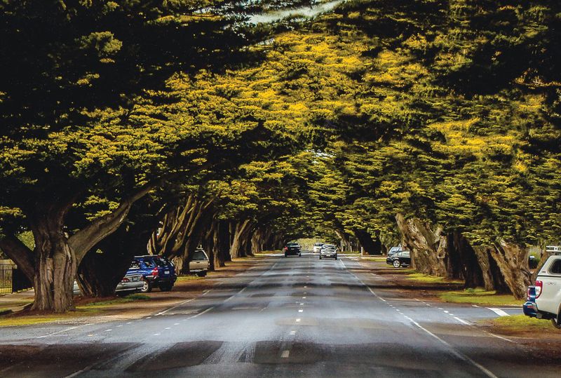 Who will look after our cypress avenue? post image