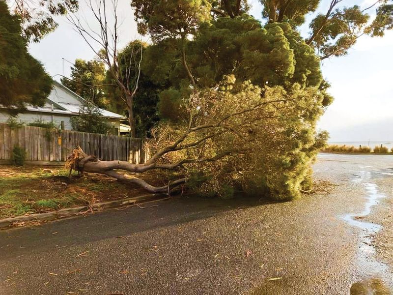Trees down after weekend of wind and rain post image