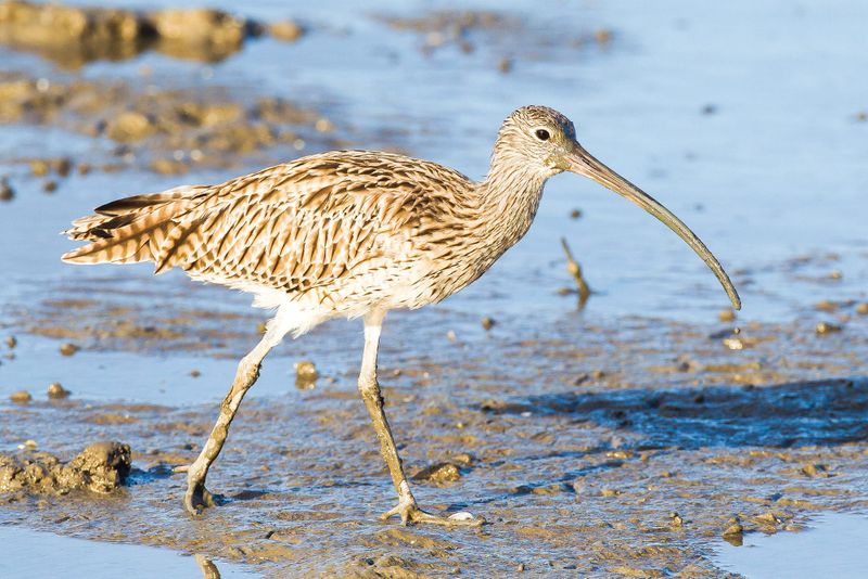 New endangered species to be released across island post image