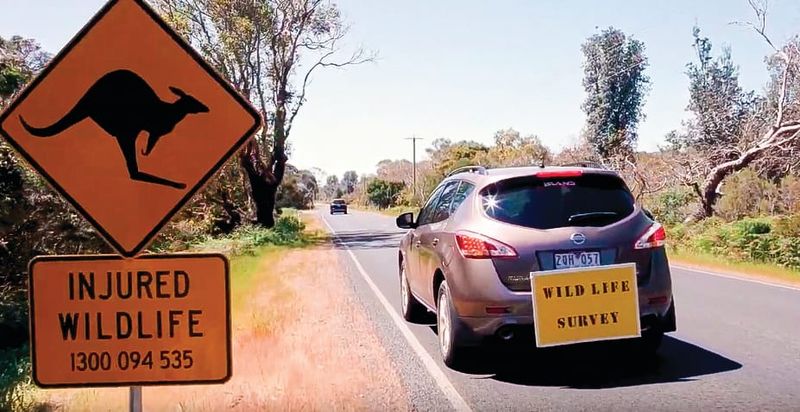 Double blow for roadkill post image