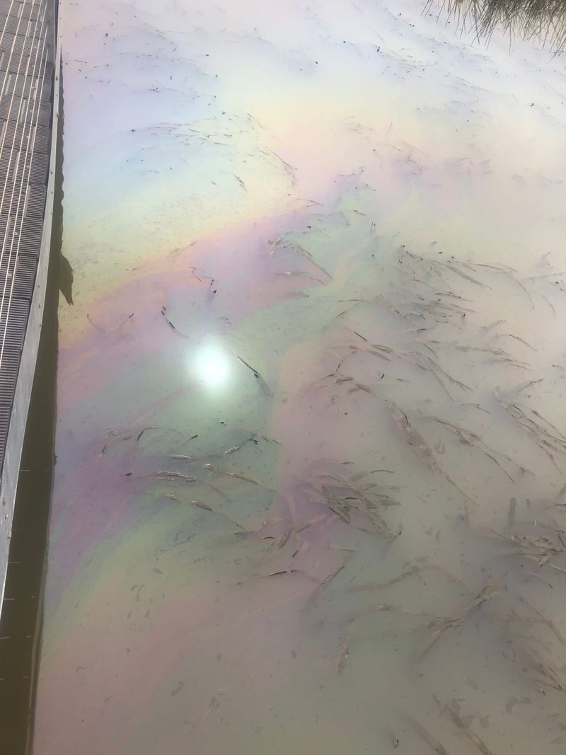 Mysterious oil slick returns post image
