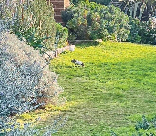 Guinea pigs on the run post image