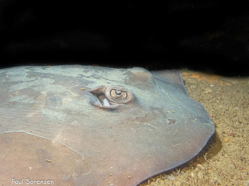 A Marine Mili Series: A local stingaree species post image