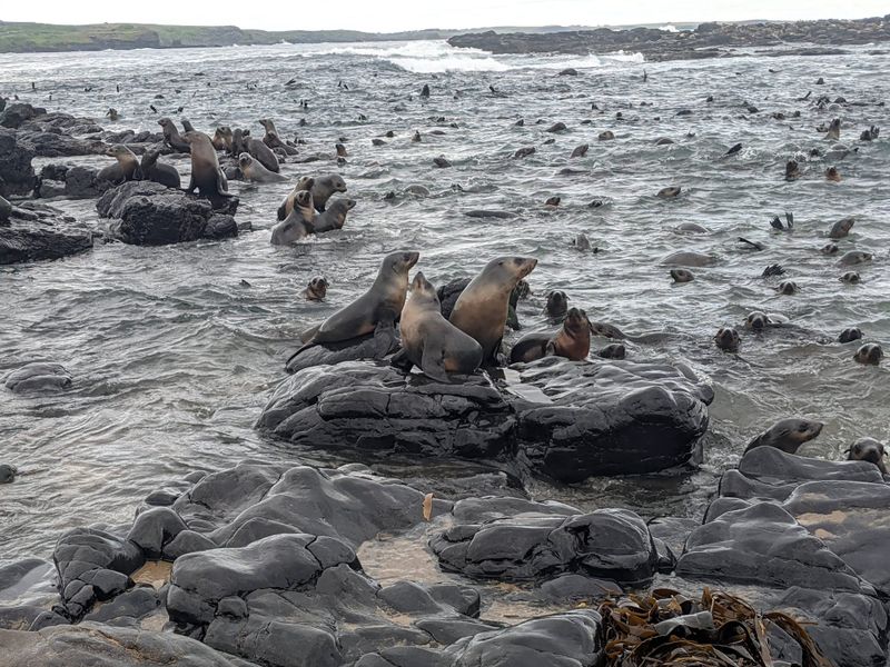 Start spotting - SealSpotter challenge starts post image
