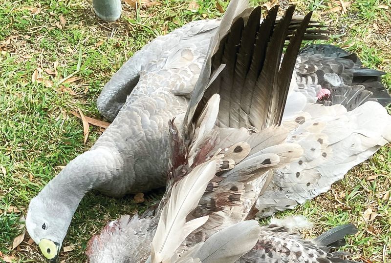 Deadly threats for wildlife post image