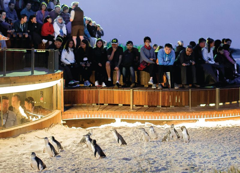 Chinese regain top spot at Penguin Parade post image