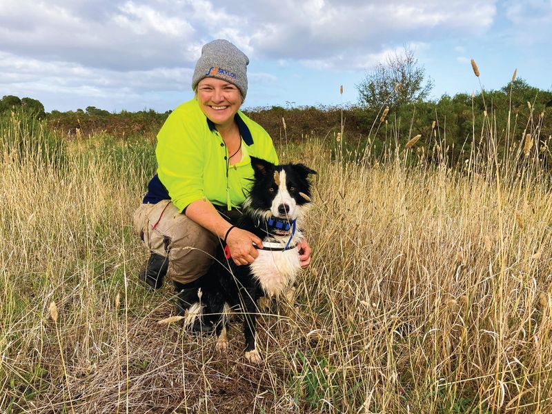 Wonder dog recruit sniffing out wild weeds post image