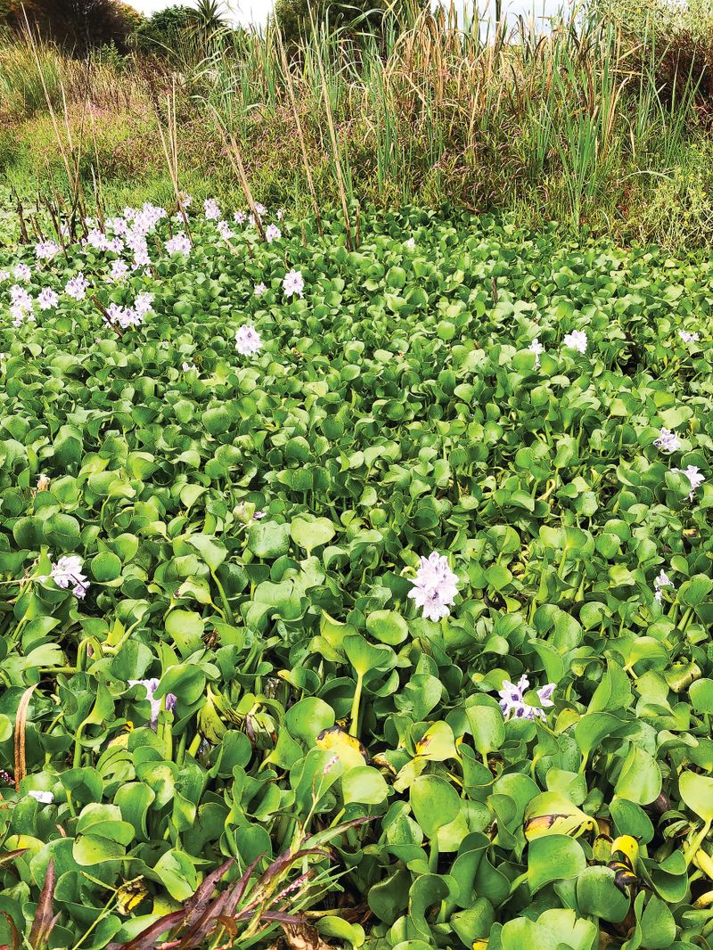Invasive aquatic plant a no-no for home gardens post image