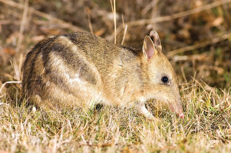 Bandicoots thriving: report post image
