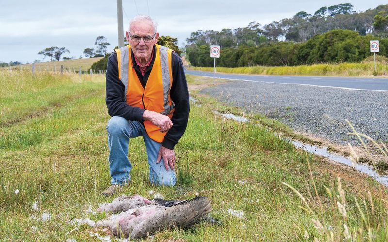 It all started with two dead echidnas post image