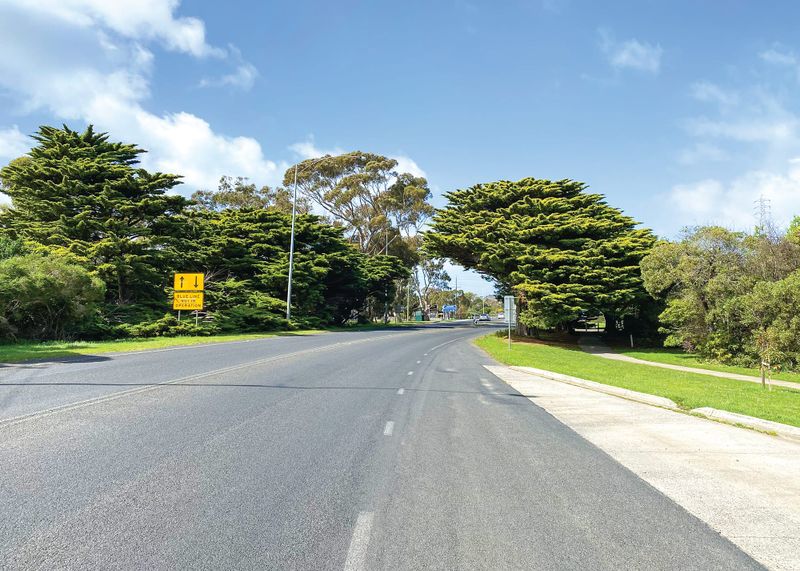 Newhaven’s golden cypresses must be saved post image