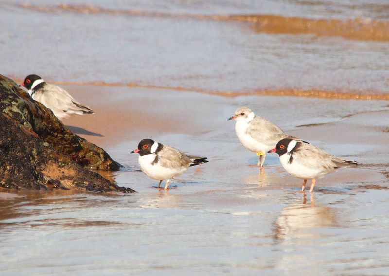 Hooded plovers need our care post image