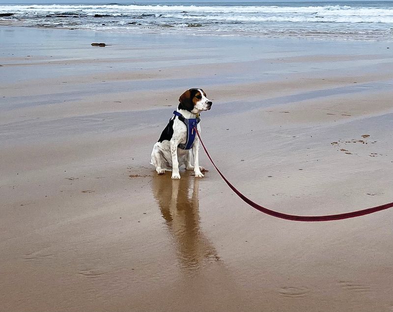 Dog owner education is key says shire post image