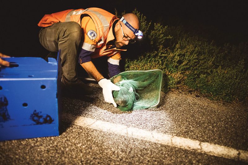 Switch off for shearwater chicks post image