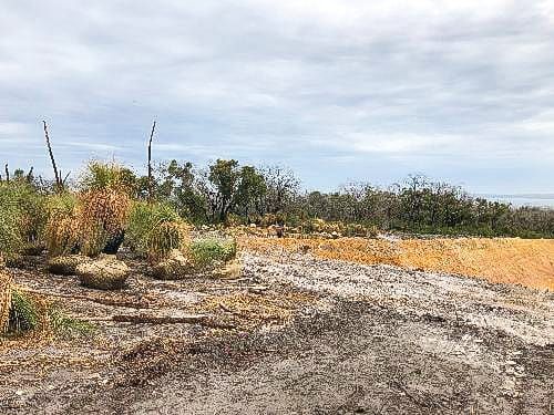 Grass tree dilemma: are we a quarry or a tourist destination? post image